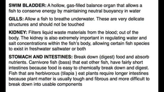 Anatomy & Physiology - Giant Clam & fish