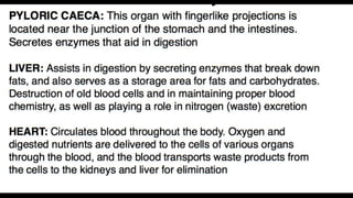 Anatomy & Physiology - Giant Clam & fish