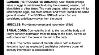 Anatomy & Physiology - Giant Clam & fish
