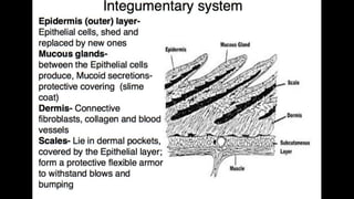 Anatomy & Physiology - Giant Clam & fish