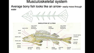 Anatomy & Physiology - Giant Clam & fish