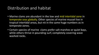 Distribution and habitat
• Marine clams are abundant in the low and mid intertidal zone in
temperate seas globally. Other species of marine mussel live in
tropical intertidal areas, but nit in the same huge numbers as in
temperate zones.
• Certain species of marine clams prefer salt marshes or quiet bays,
while others thrive in pounding surf, completely covering wave
washed rocks.
 