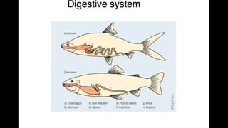 Anatomy & Physiology - Giant Clam & fish