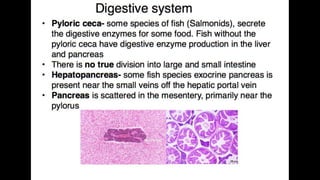 Anatomy & Physiology - Giant Clam & fish