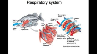 Anatomy & Physiology - Giant Clam & fish