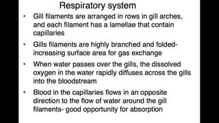 Anatomy & Physiology - Giant Clam & fish