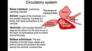 Anatomy & Physiology - Giant Clam & fish