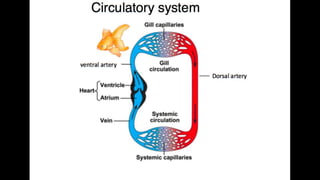 Anatomy & Physiology - Giant Clam & fish
