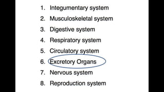 Anatomy & Physiology - Giant Clam & fish