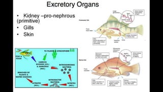 Anatomy & Physiology - Giant Clam & fish