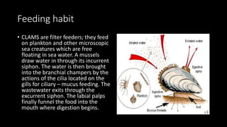 Feeding habit
• CLAMS are filter feeders; they feed
on plankton and other microscopic
sea creatures which are free
floating in sea water. A mussels
draw water in through its incurrent
siphon. The water is then brought
into the branchial champers by the
actions of the cilia located on the
gills for ciliary – mucus feeding. The
wastewater exits through the
excurrent siphon. The labial palps
finally funnel the food into the
mouth where digestion begins.
 