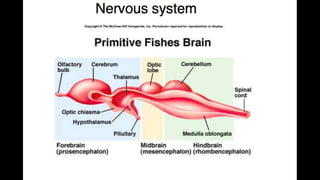 Anatomy & Physiology - Giant Clam & fish