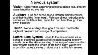 Anatomy & Physiology - Giant Clam & fish