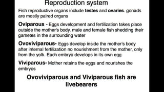 Anatomy & Physiology - Giant Clam & fish