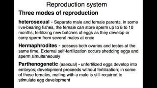 Anatomy & Physiology - Giant Clam & fish