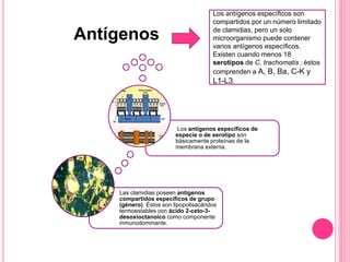Antígenos
Las clamidias poseen antígenos
compartidos específicos de grupo
(género). Éstos son lipopolisacáridos
termoestables con ácido 2-ceto-3-
desoxioctanoico como componente
inmunodominante.
Los antígenos específicos de
especie o de serotipo son
básicamente proteínas de la
membrana externa.
Los antígenos específicos son
compartidos por un número limitado
de clamidias, pero un solo
microorganismo puede contener
varios antígenos específicos.
Existen cuando menos 18
serotipos de C. trachomatis ; éstos
comprenden a A, B, Ba, C-K y
L1-L3.
 