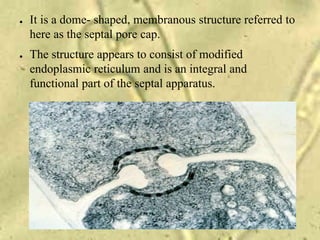 ● It is a dome- shaped, membranous structure referred to
here as the septal pore cap.
● The structure appears to consist of modified
endoplasmic reticulum and is an integral and
functional part of the septal apparatus.
 