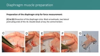 Diaphragm muscle preparation
Preparation of the diaphragm strip for force measurement:
(C) to (G) Dissection of the diaphragm strip. Black arrowheads, two lateral
protruding ends of the rib. Double black arrow, the central tendon.
 