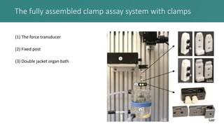 The fully assembled clamp assay system with clamps
(1) The force transducer
(2) Fixed post
(3) Double jacket organ bath
 