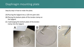 Diaphragm mounting plate
Step by step in how to make the plate:
(A) Pouring the Sylgard into a 120 mm petri dish.
(B) Placing the bottom plate of the tendon clamp on
the Sylgard.
(C) Submerging the bottom plate of the tendon
clamp into the Sylgard.
 