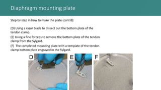 Diaphragm mounting plate
Step by step in how to make the plate (cont’d):
(D) Using a razor blade to dissect out the bottom plate of the
tendon clamp.
(E) Using a fine forceps to remove the bottom plate of the tendon
clamp from the Sylgard.
(F) The completed mounting plate with a template of the tendon
clamp bottom plate engraved in the Sylgard.
 