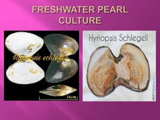 Pearl culture