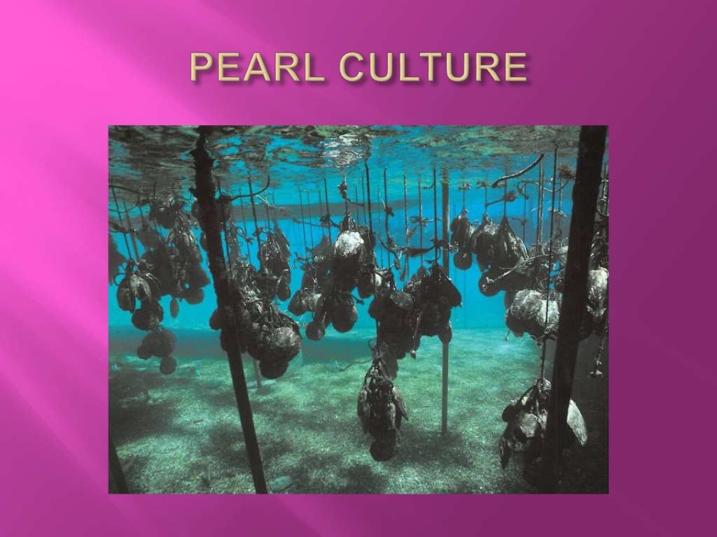 write an essay on pearl culture