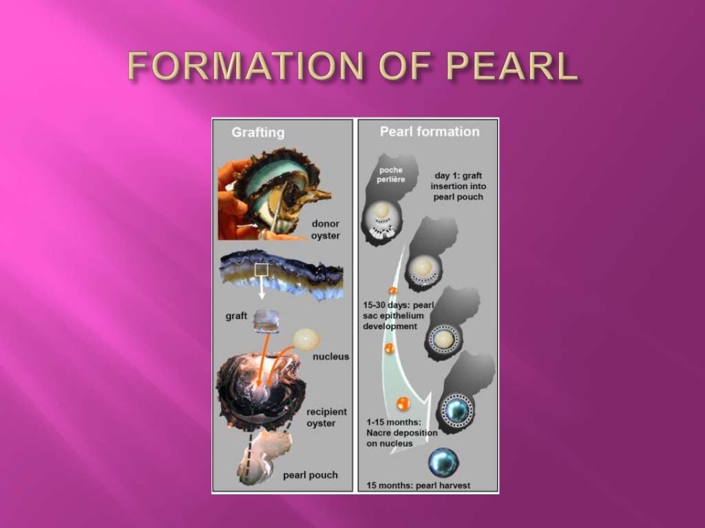write an essay on pearl culture