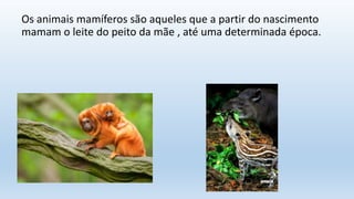 Os animais mamíferos são aqueles que a partir do nascimento
mamam o leite do peito da mãe , até uma determinada época.
 