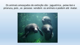Os animais ameaçados de extinção são : jaguatirica , peixe-boi e
pirarucu, pois , as pessoas vendem os animais e podem até matar.
 