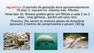 Jaguatirica: O período de gestação dura aproximadamente
70 dias. E nascem no máximo três filhotes
Peixe-boi: As fêmeas podem gerar um filhote a cada 2 ou 3
anos , crias gêmeas , porém em caso raro.
Pirarucu: Por serem os maiores peixes da Amazônia
possuem 2 metros de comprimento e pesam 130 kg.
 