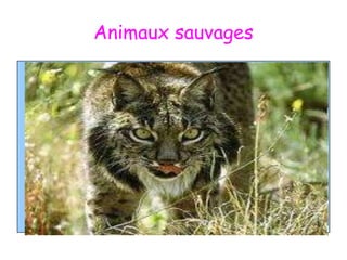 Animaux sauvages 