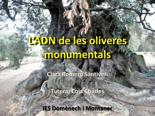 L’ADN de les oliveresmonumentals Clara Romero Santiveri Tutora: CoiaCharles IES Domènech i Montaner 