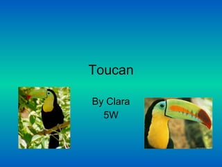 Toucan By Clara 5W 