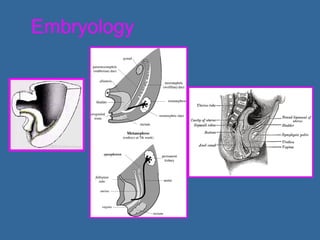 Clarifying ambiguous genitalia | PPT