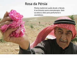 Rosa da Pérsia
Planta medicinal usada desde o Século
X no Oriente como aromaterapia. Dela
se extrai o óleo para perfumaria e
cosméticos.
 