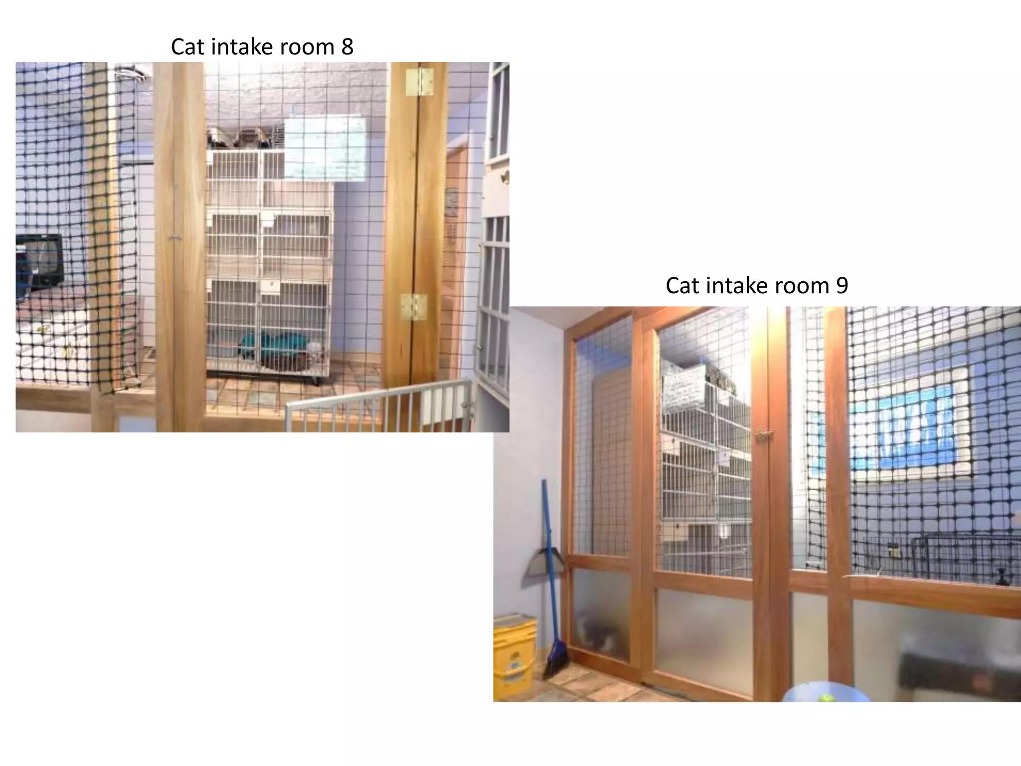 Cat intake room 8

Cat intake room 9

 