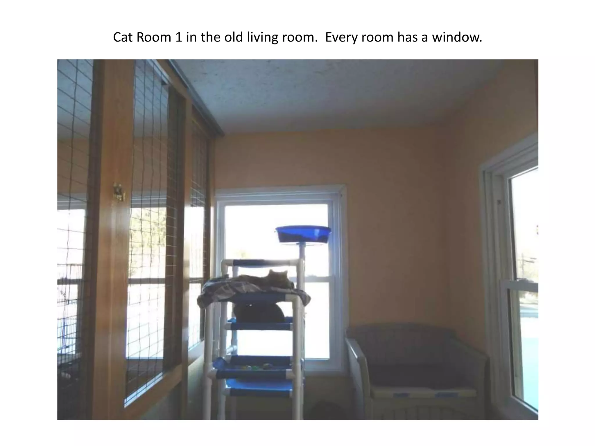 Cat Room 1 in the old living room. Every room has a window.

 