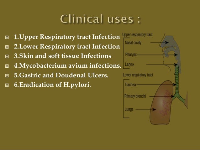 Biaxin Antibiotic And Pregnancy
