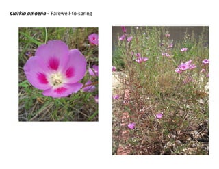 Clarkia amoena - Farewell-to-spring
 