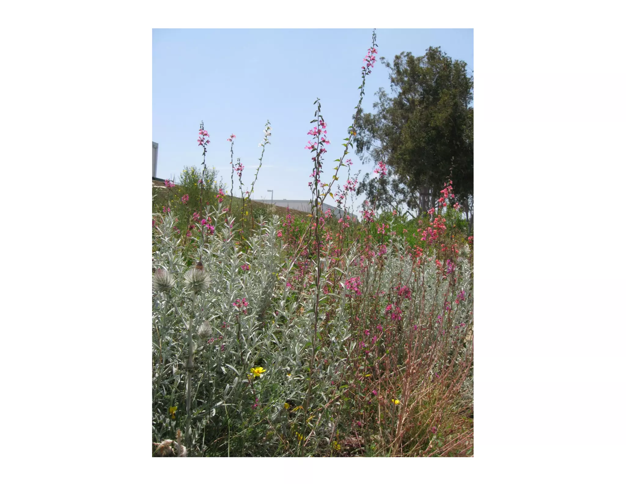Clarkia unguiculata   web show