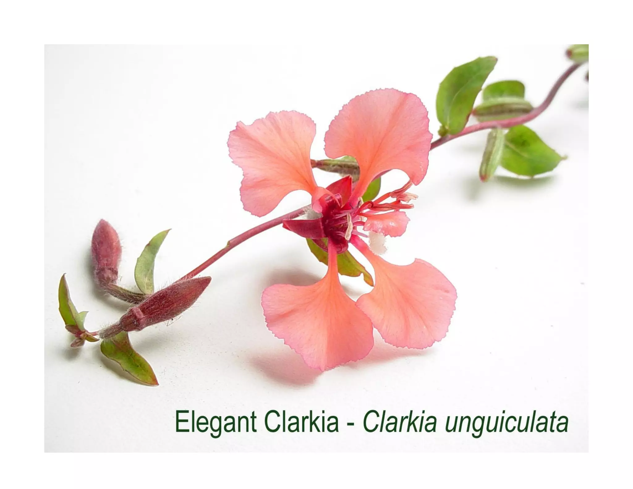 Clarkia unguiculata   web show