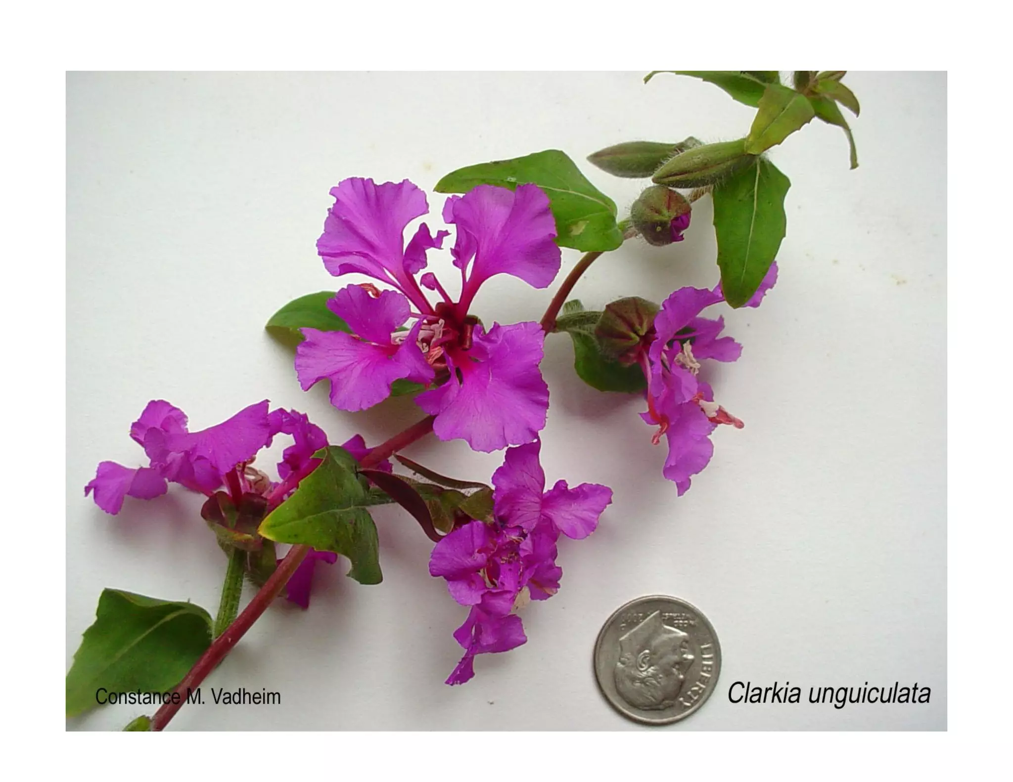 Clarkia unguiculata   web show