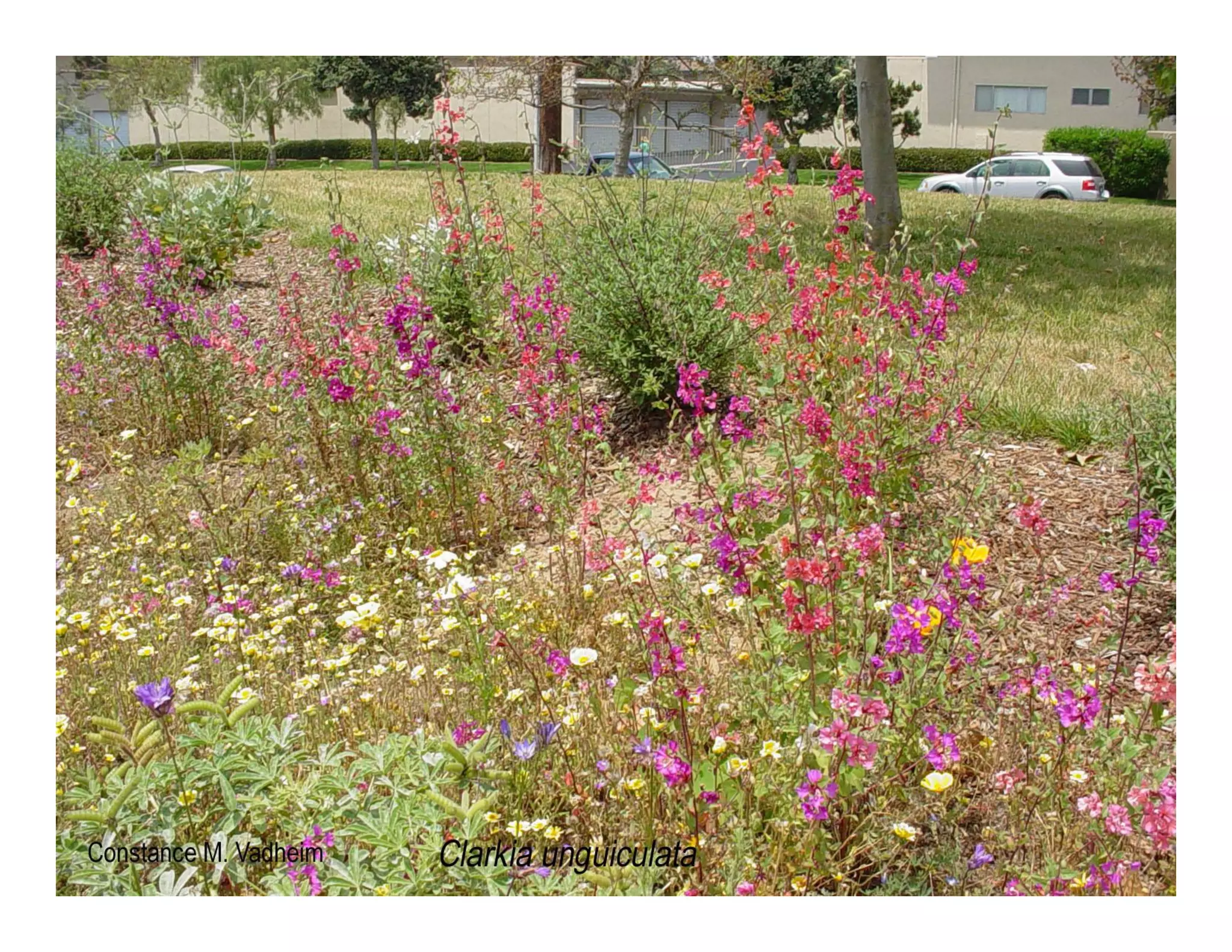 Clarkia unguiculata   web show