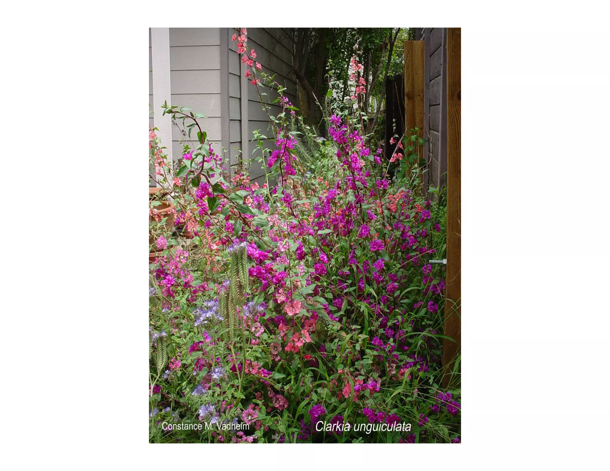 Clarkia unguiculata   web show