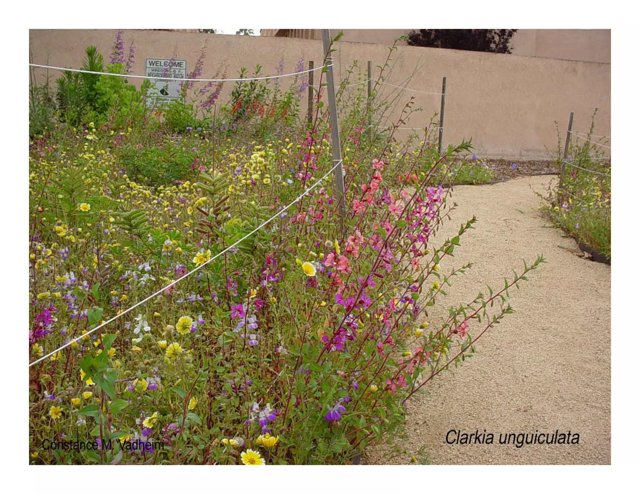 Clarkia unguiculata   web show