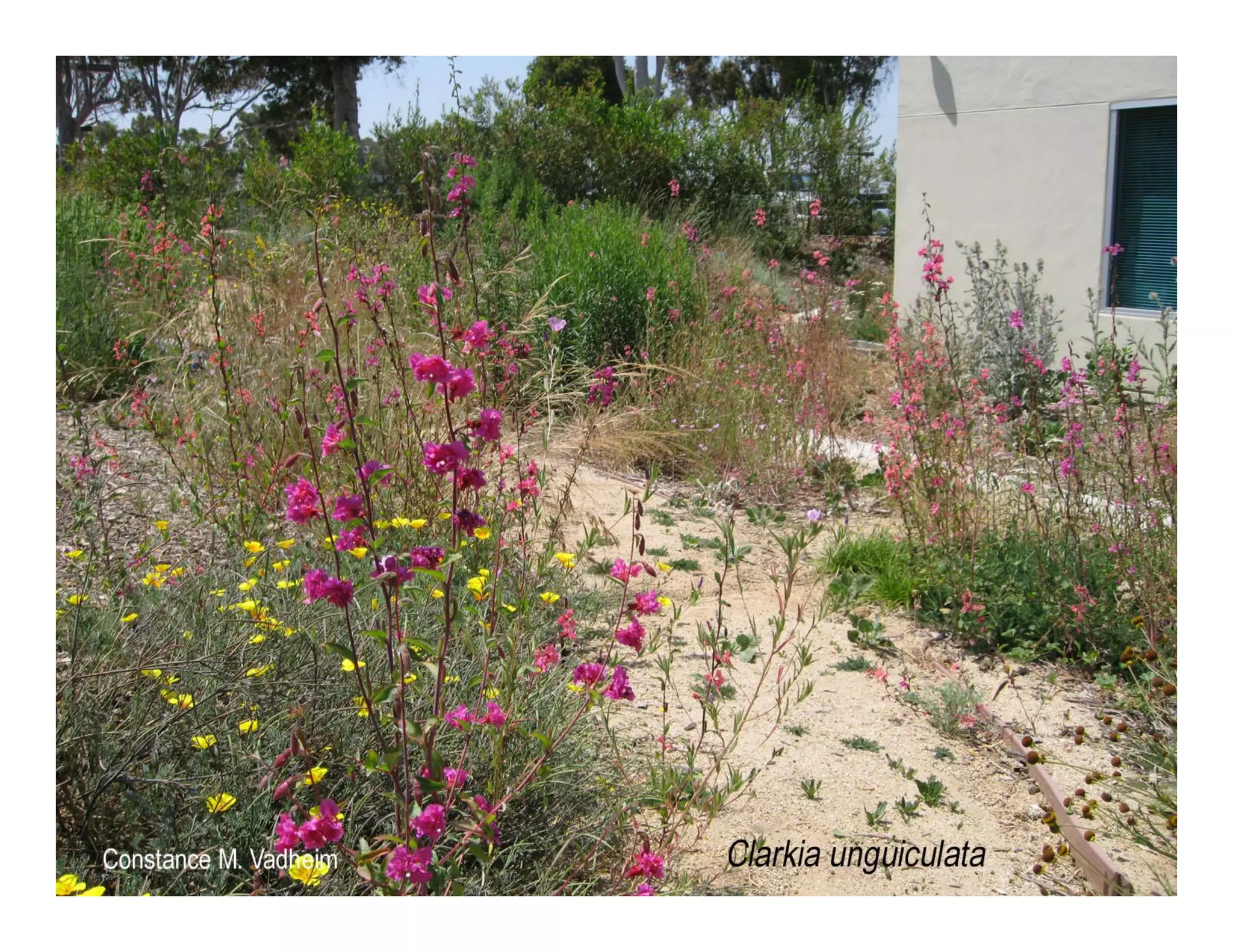 Clarkia unguiculata   web show