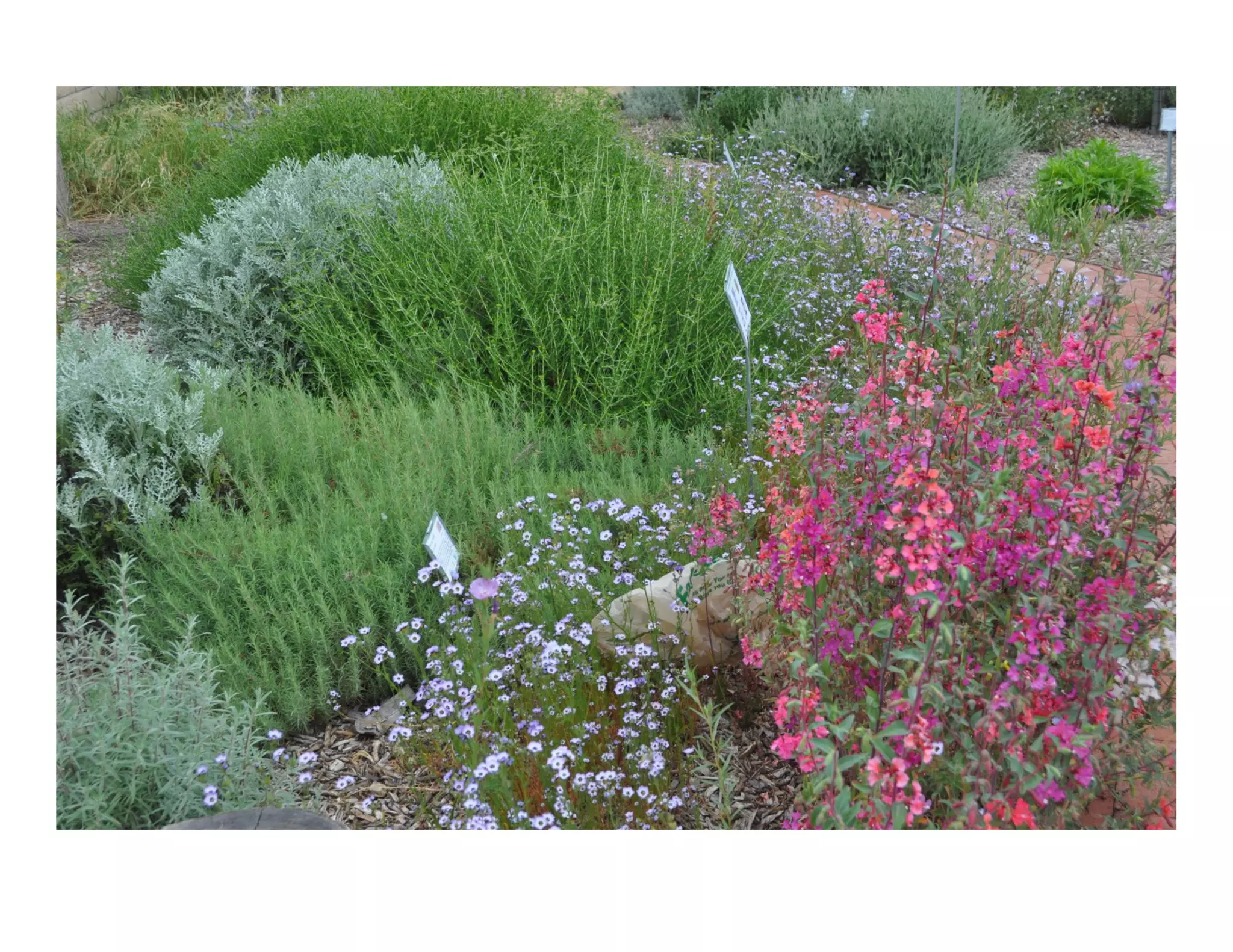 Clarkia unguiculata   web show