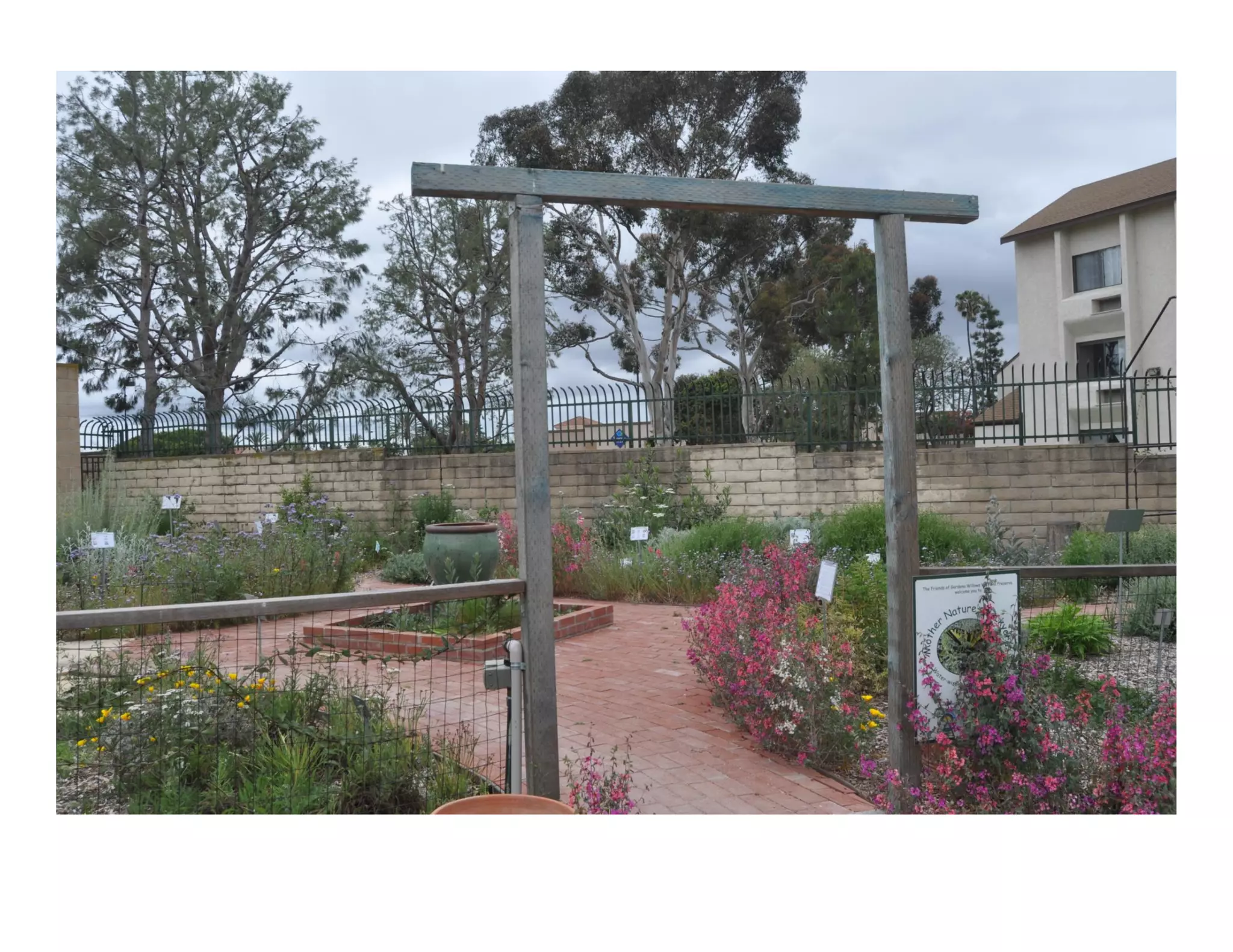 Clarkia unguiculata   web show