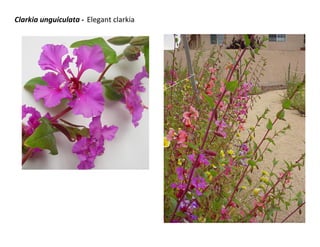 Clarkia unguiculata - Elegant clarkia

 